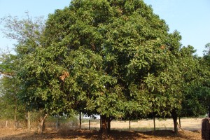 Mango tree