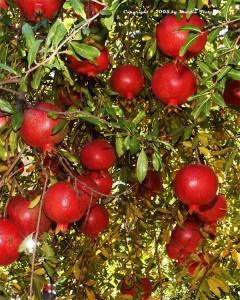 Pomegranate-wonderful