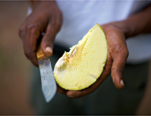 Breadfruit being sliced