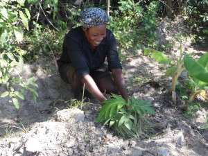 Yvonette's garden with breadfruit  tree inHaiti