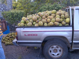 truck with breadfruit A