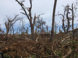 trees-in-jeremie