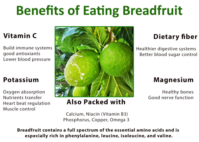 Breadfruit, A Superfood Trees That Feed Foundation