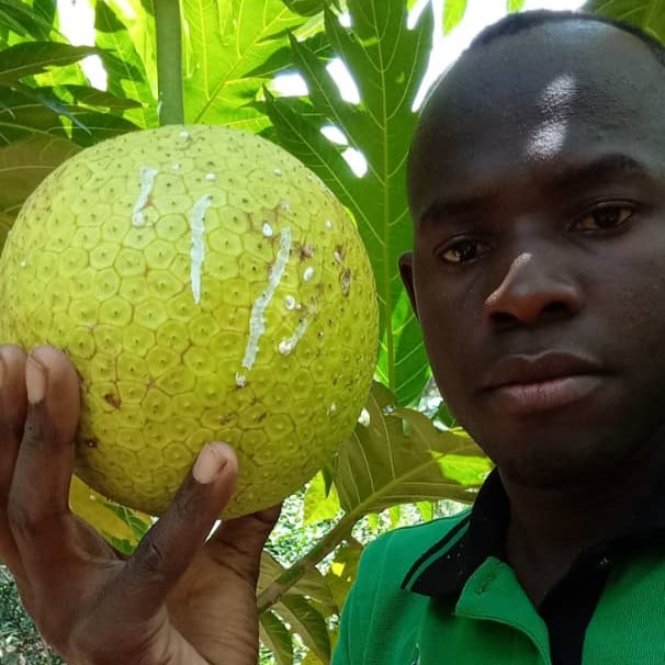 Uganda: A Harvest And A New Solar Dehydrator