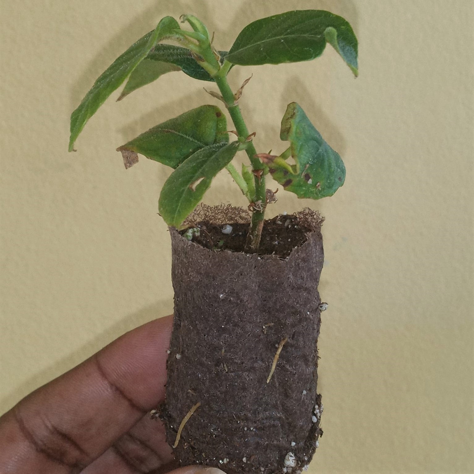 Breadfruit Trees Shipped to 5 Countries in 30 Days Trees That Feed