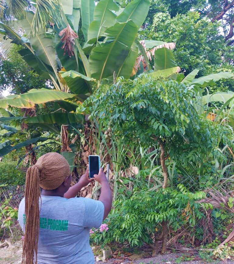 Tree Tracking Trees That Feed Foundation