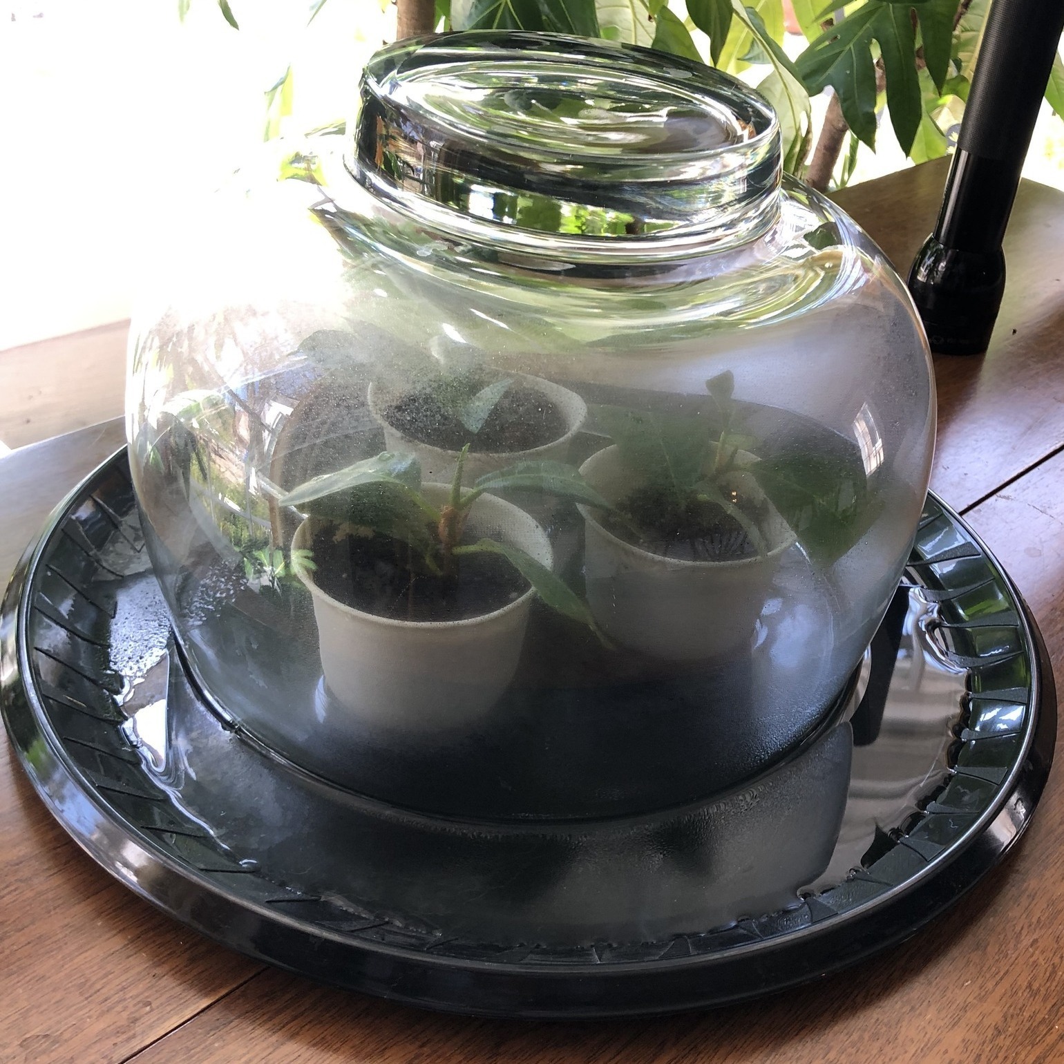 Propagating Breadfruit An Experiment Trees That Feed Foundation