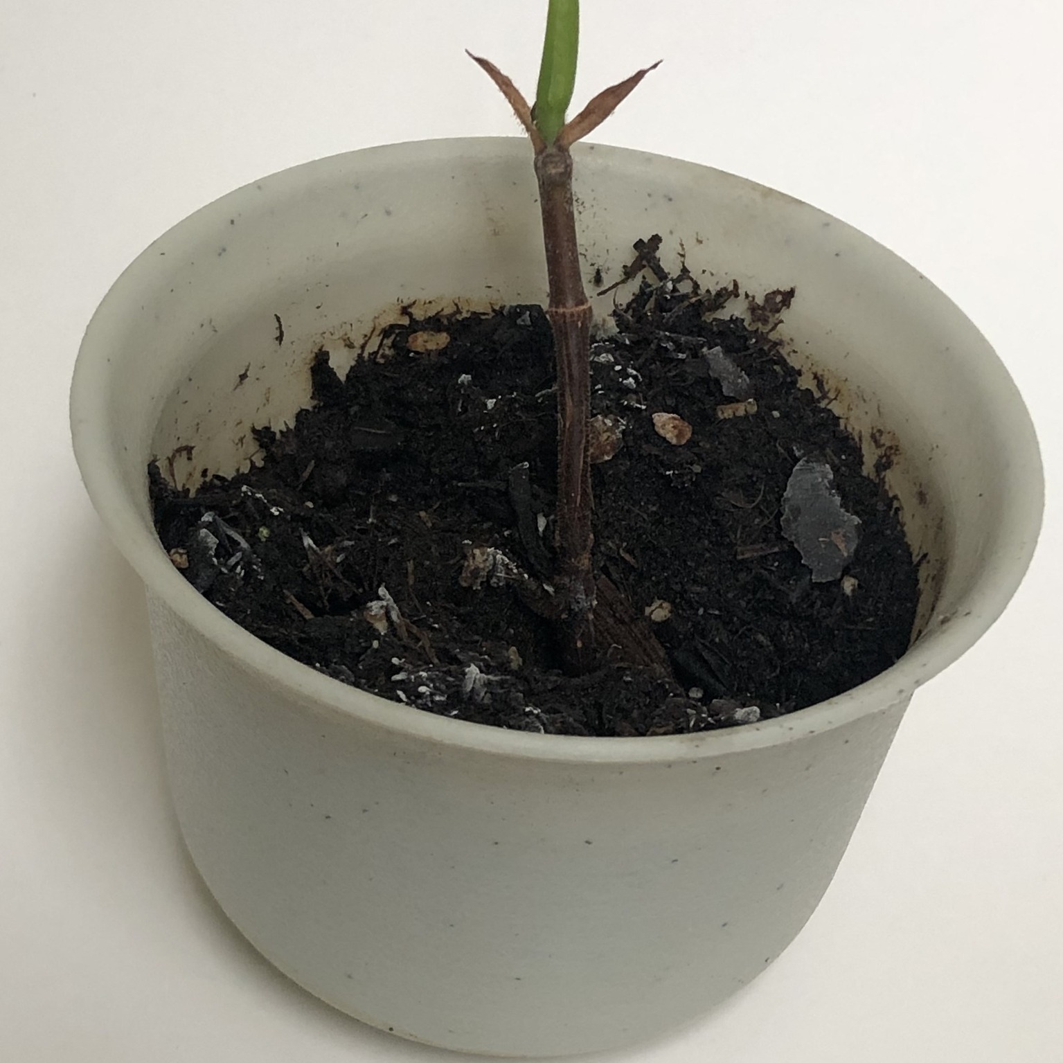 weakest specimen Trees That Feed Foundation