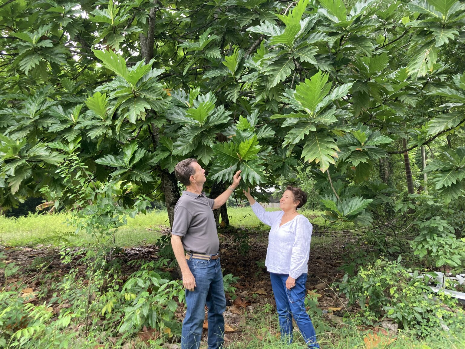 Jamaica Trees That Feed Foundation