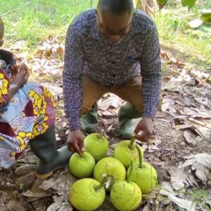 Harvest time for breadfruit in Ghana