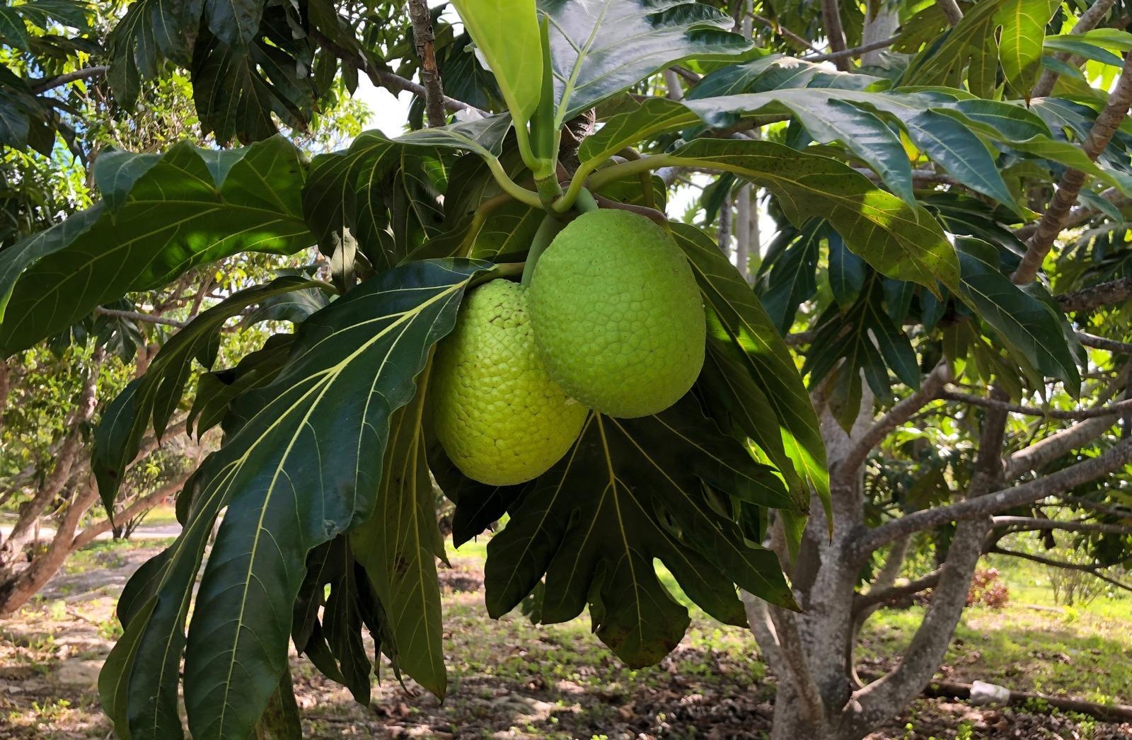 Breadfruit: The Super Tree That Feeds, Employs, and Heals the Earth