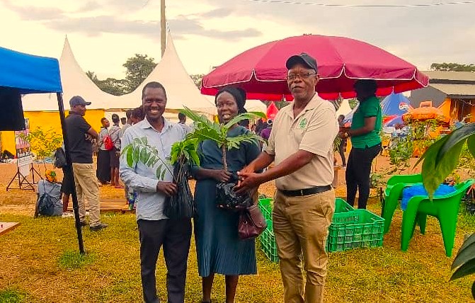 Uganda Embraces the Tree That Feeds for Generations