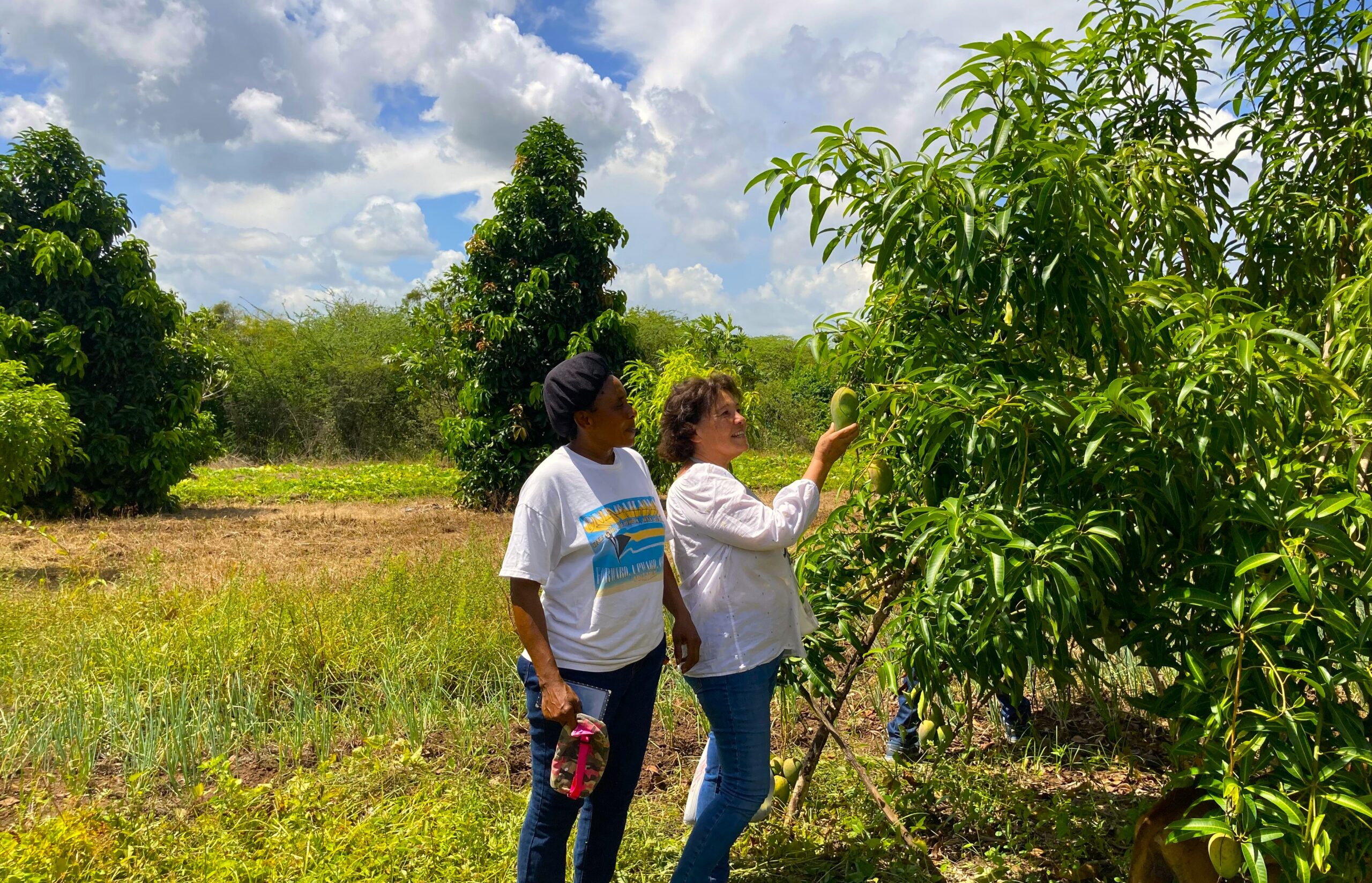 “My Heart Cry”: Jamaican Farmers Face Hurricane Melissa