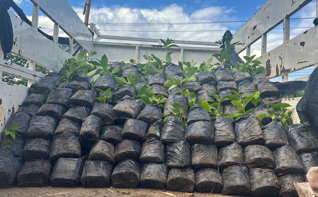 Hope is Taking Root in Jamaica after Hurricane Melissa