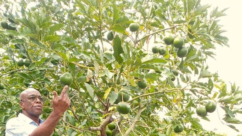 New Avocado Varieties Arrive in Jamaica